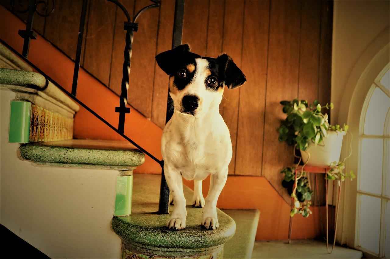La Decima Guest House Chihuahua Dış mekan fotoğraf